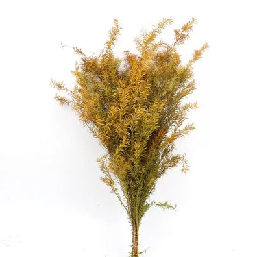 Preserved Melaleuca Bracteata, Ginger Yellow, 120G, 60CM