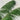 Preserved Reed Pampas Grass, Green, 100CM Tall, 5 Stems