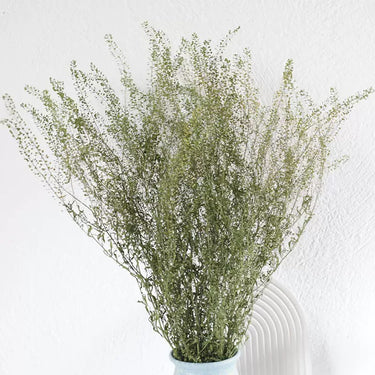 Dried Thlaspi Green Bell, Natural Green, 50g, 50CM