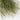 Dried Thlaspi Green Bell, Natural Green, 50g, 50CM