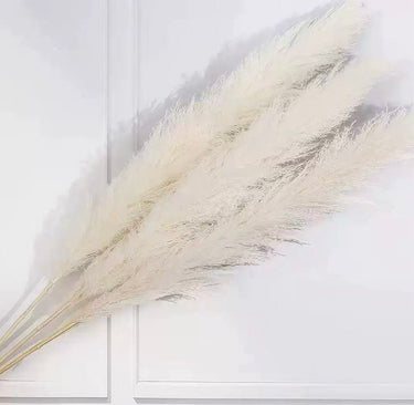 Giant Pampas Grass Cream, Dried, White, Plume 60-70cm, 5 Stems
