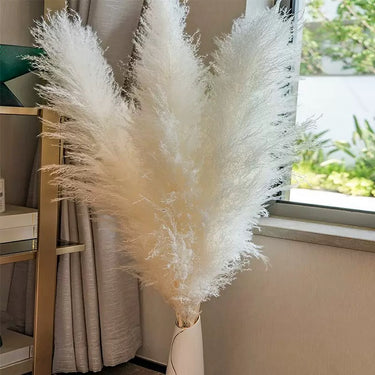 Giant Pampas Grass Cream, Dried, White, Plume 60-70cm, 5 Stems