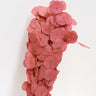 Eucalyptus Cinerea, Autumn Red, Preserved