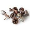 big dried eucalyptus fruit