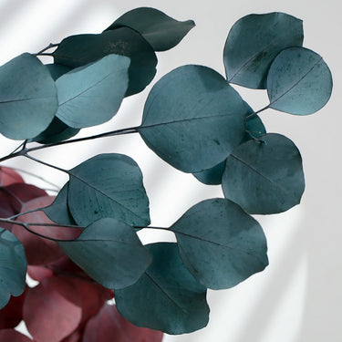blue eucalyptus cinerea