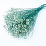 blue stem white flower heads limonium