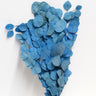 Eucalyptus Cinerea, Blue, Preserved