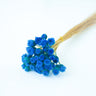 chamomile daisy diamond blue, preserved