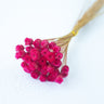 chamomile daisy magenta