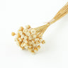 chamomile daisy white