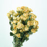 cream dried roses
