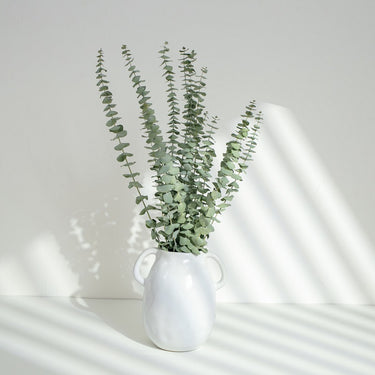 dollar gum eucalyptus baby green, dried, 45cm