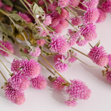 gomphrena flower, dried, natural purple