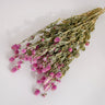 gomphrena flower, dried, natural pink