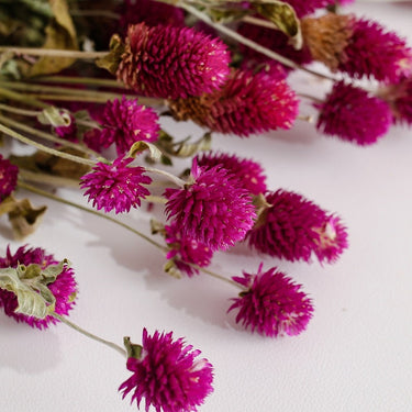 gomphrena flower, dried, natural purple