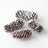dried mini long pine cones
