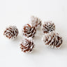 dried mini pine cones