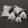 dried nigella orientalis white