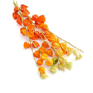 dried physalis (dried chinese lanterns)