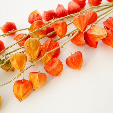 dried physalis (dried chinese lanterns)