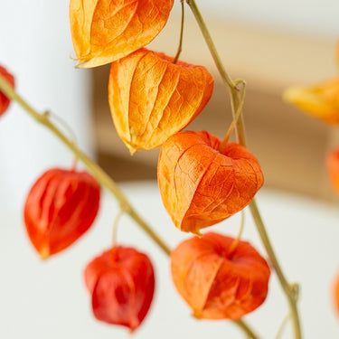 dried physalis (dried chinese lanterns)