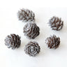 dried pine cones silver