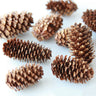 dried pine cones