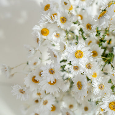dried daisy flowers bouquet, real dry white flowers with stems