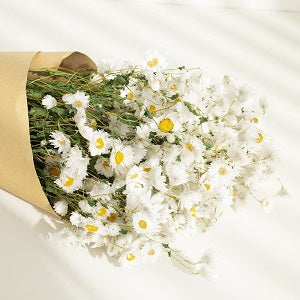 dried daisy flowers bouquet, real dry white flowers with stems