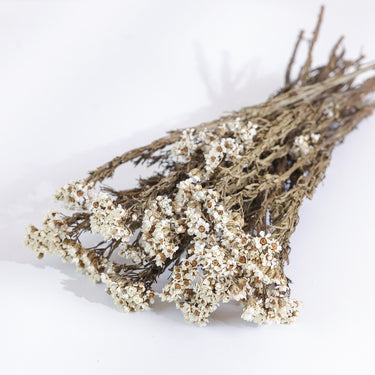 Ixodia Flower, Dried, Natural White, 25-30cm, 45g
