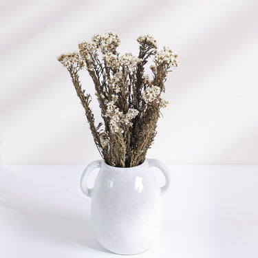 Ixodia Flower, Dried, Natural White, 25-30cm, 45g