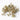 eucalyptus nicolii dried fruit