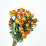 eyeliner rose dried yellow