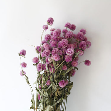 gomphrena flower, dried, natural purple