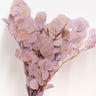 Eucalyptus Cinerea, Gradient Violet , Preserved