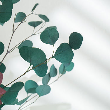 green eucalyptus cinerea