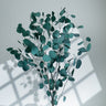 green eucalyptus cinerea