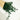 green preserved eucalyptus parvifolia