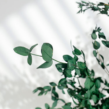 green preserved eucalyptus parvifolia
