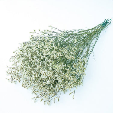 green stems with white flower heads limonium