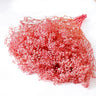 gypsophila pink
