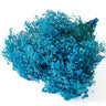 gypsophila sky blue