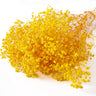 gypsophila yellow