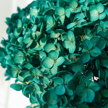 hydrangea emerald green preserved