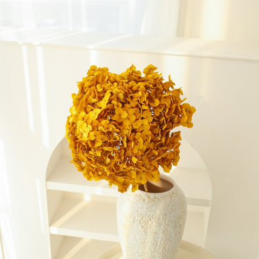 hydrangea autumn yellow