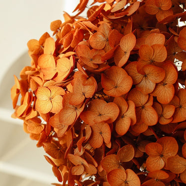 hydrangea gradient gold