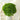 hydrangea green