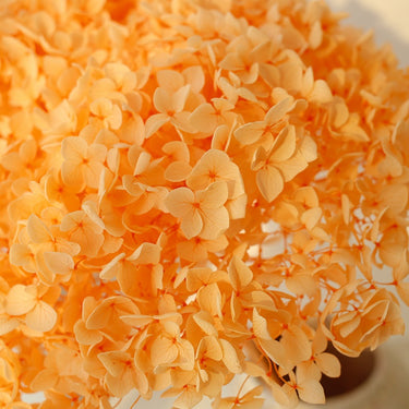 hydrangea orange