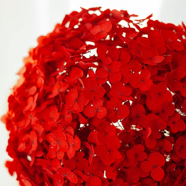 hydrangea red