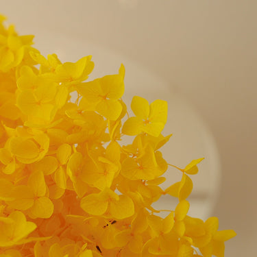 hydrangea yellow